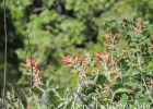 <i>Sinningia bullata</i> Chautems & M. Peixoto [Gesneriaceae]