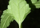 <i>Adenostemma verbesina</i> (L.) Kuntze [Asteraceae]