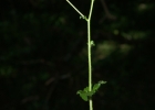 <i>Adenostemma verbesina</i> (L.) Kuntze [Asteraceae]