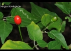 <i>Capsicum baccatum</i> L. [Solanaceae]