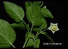<i>Capsicum baccatum</i> L. [Solanaceae]