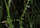 <i>Hoehnea scutellarioides</i> (Benth.) Epling [Lamiaceae]