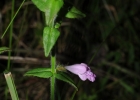 <i>Hoehnea scutellarioides</i> (Benth.) Epling [Lamiaceae]