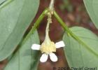<i>Heteropterys bicolor</i> A.Juss. [Malpighiaceae]