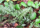 <i>Adiantum obliquum</i> Willd. [Pteridaceae]