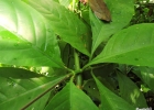 <i>Odontonema tubaeforme</i> (Bertol.) Kuntze [Acanthaceae]