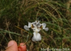 <i>Cypella luteogibbosa</i> Deble [Iridaceae]