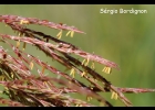 <i>Andropogon glaucophyllus</i> Roseng., B.R. Arrill. & Izag. [Poaceae]