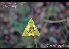 <i>Cypella pusilla</i> (Link & Otto) Benth. & Hook. f. [Iridaceae]