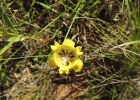 <i>Cypella pusilla</i> (Link & Otto) Benth. & Hook. f. [Iridaceae]