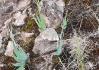 <i>Sisyrinchium flabellatum</i> Aita & L. Eggers [Iridaceae]