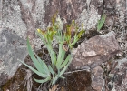 <i>Sisyrinchium flabellatum</i> Aita & L. Eggers [Iridaceae]