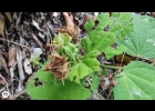 <i>Pavonia horrida</i> Krapov. [Malvaceae]