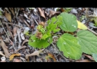 <i>Pavonia horrida</i> Krapov. [Malvaceae]