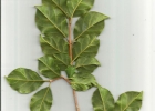 <i>Campomanesia littoralis</i> D. Legrand [Myrtaceae]