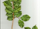 <i>Campomanesia littoralis</i> D. Legrand [Myrtaceae]