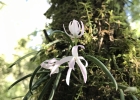 <i>Leptotes unicolor</i> Barb. Rodr. [Orchidaceae]