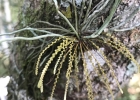 <i>Campylocentrum grisebachii</i> Cogn. [Orchidaceae]