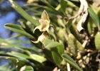 <i>Bulbophyllum regnellii</i> Rchb. f. [Orchidaceae]