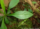 <i>Exostigma rivulare</i> (Gardner) G.Sancho [Asteraceae]