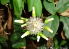 <i>Exostigma rivulare</i> (Gardner) G.Sancho [Asteraceae]
