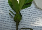 <i>Crinodendron brasiliense</i> Reitz & L.B.Sm. [Elaeocarpaceae]