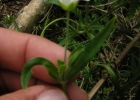 <i>Arenaria groenlandica</i> (Retz.) Spreng. [Caryophyllaceae]