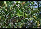<i>Roupala pallida</i> K.Schum [Proteaceae]