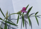 <i>Vicia angustifolia</i> L. ex Reichard  [Fabaceae]