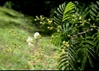 <i>Senegalia tucumanensis</i> (Griseb.) Seigler & Ebinger [Fabaceae]