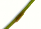 <i>Senegalia velutina</i> (DC.) Seigler & Ebinger [Fabaceae]