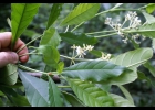 <i>Psychotria fractistipula</i>  Smith, Klein & Delprete [Rubiaceae]