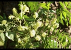 <i>Ateleia glazioveana</i> Baill. [Fabaceae]