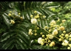 <i>Senegalia nitidifolia</i> (Speg.) Seigler & Ebinger [Fabaceae]