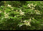 <i>Senegalia nitidifolia</i> (Speg.) Seigler & Ebinger [Fabaceae]