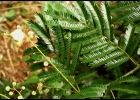 <i>Senegalia nitidifolia</i> (Speg.) Seigler & Ebinger [Fabaceae]