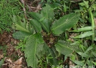<i>Goeppertia longibracteata</i> (Sweet) Borchs. & S.Suárez [Marantaceae]