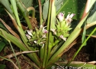 <i>Goeppertia longibracteata</i> (Sweet) Borchs. & S.Suárez [Marantaceae]