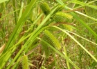 <i>Carex polysticha</i> Boeckeler [Cyperaceae]