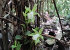 <i>Vanilla dietschiana</i> Edwall [Orchidaceae]