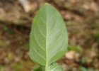 <i>Stenandrium mandioccanum</i> Nees [Acanthaceae]