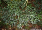 <i>Pilea cadierei</i> Gagnep. & Guillaumin [Urticaceae]