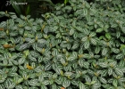 <i>Pilea cadierei</i> Gagnep. & Guillaumin [Urticaceae]
