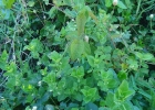 <i>Chiropetalum ramboi</i> (Allem & Irgang) Radcl.-Sm. & Govaerts [Euphorbiaceae]