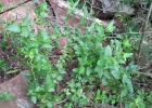 <i>Chiropetalum intermedium</i> Pax & K.Hoffm. [Euphorbiaceae]