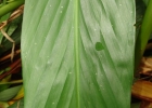 <i>Hedychium coronarium</i> J.Koenig [Zingiberaceae]