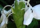 <i>Hedychium coronarium</i> J.Koenig [Zingiberaceae]