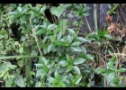 <i>Chiropetalum phalacradenium</i> (J.W. Ingram) L.B. Sm. & Downs [Euphorbiaceae]