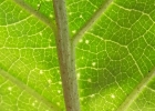 <i>Hyeronima alchorneoides</i> Allemão  [Phyllanthaceae]