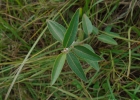 <i>Microstachys hispida</i> (Mart. & Zucc.) Govaerts [Euphorbiaceae]